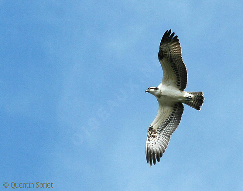 Ospreyimmature, Flight